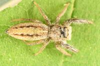 Marpissa radiata