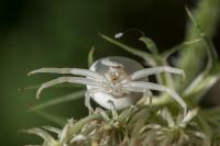Misumena vatia