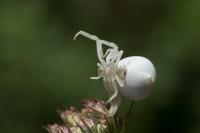 Misumena vatia