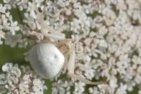 Misumena vatia