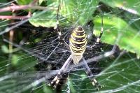 Argiope bruennichi