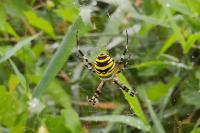 Argiope bruennichi