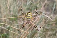 Argiope bruennichi