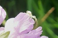 Misumena vatia