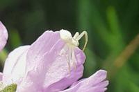 Misumena vatia