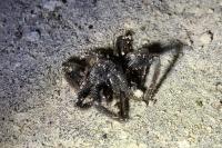 Segestria florentina