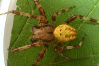 Araneus quadratus