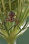 Xysticus