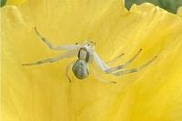 Misumena vatia