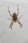 Araneus diadematus