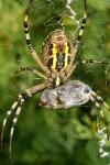 Argiope bruennichi
