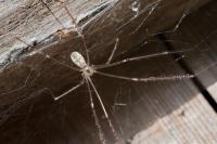 Pholcus phalangioides