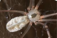 Pholcus phalangioides