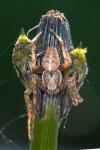 Araneus diadematus