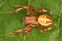 Araneus quadratus