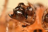 Araneus quadratus