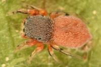Ballus rufipes