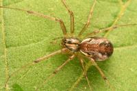 Linyphia triangularis