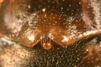 Linyphia triangularis