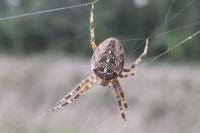 Araneus diadematus