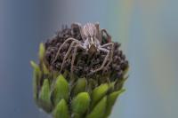 Pisaura mirabilis