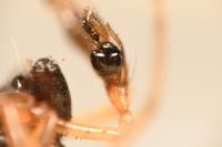 Pachygnatha degeeri