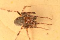 Larinioides patagiatus