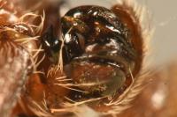 Larinioides patagiatus