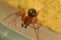 Hylyphantes graminicola