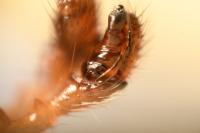 Hylyphantes graminicola