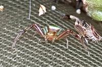 Ebrechtella tricuspidata