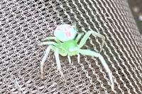 Ebrechtella tricuspidata