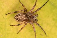 Larinioides cornutus