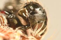 Larinioides cornutus