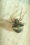 Gibbaranea bituberculata