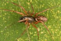 Neriene clathrata