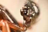 Neriene clathrata