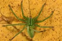 Micrommata ligurina