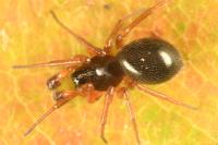 Gnathonarium dentatum