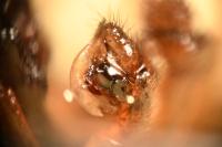 Gnathonarium dentatum