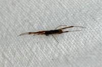 Episinus truncatus