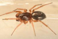Gnathonarium dentatum
