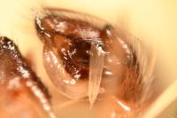 Gnathonarium dentatum