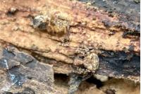 Xysticus