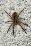 Zoropsis spinimana