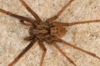 Eratigena saeva