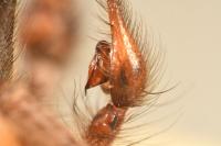 Eratigena saeva