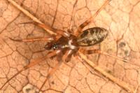 Lepthyphantes minutus