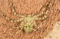 Philodromus margaritatus