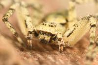 Philodromus margaritatus